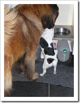 hey Lucy - that's my food!