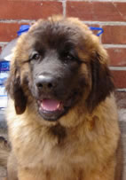 Buca the Big