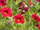 Tithe Hall Farm - new website